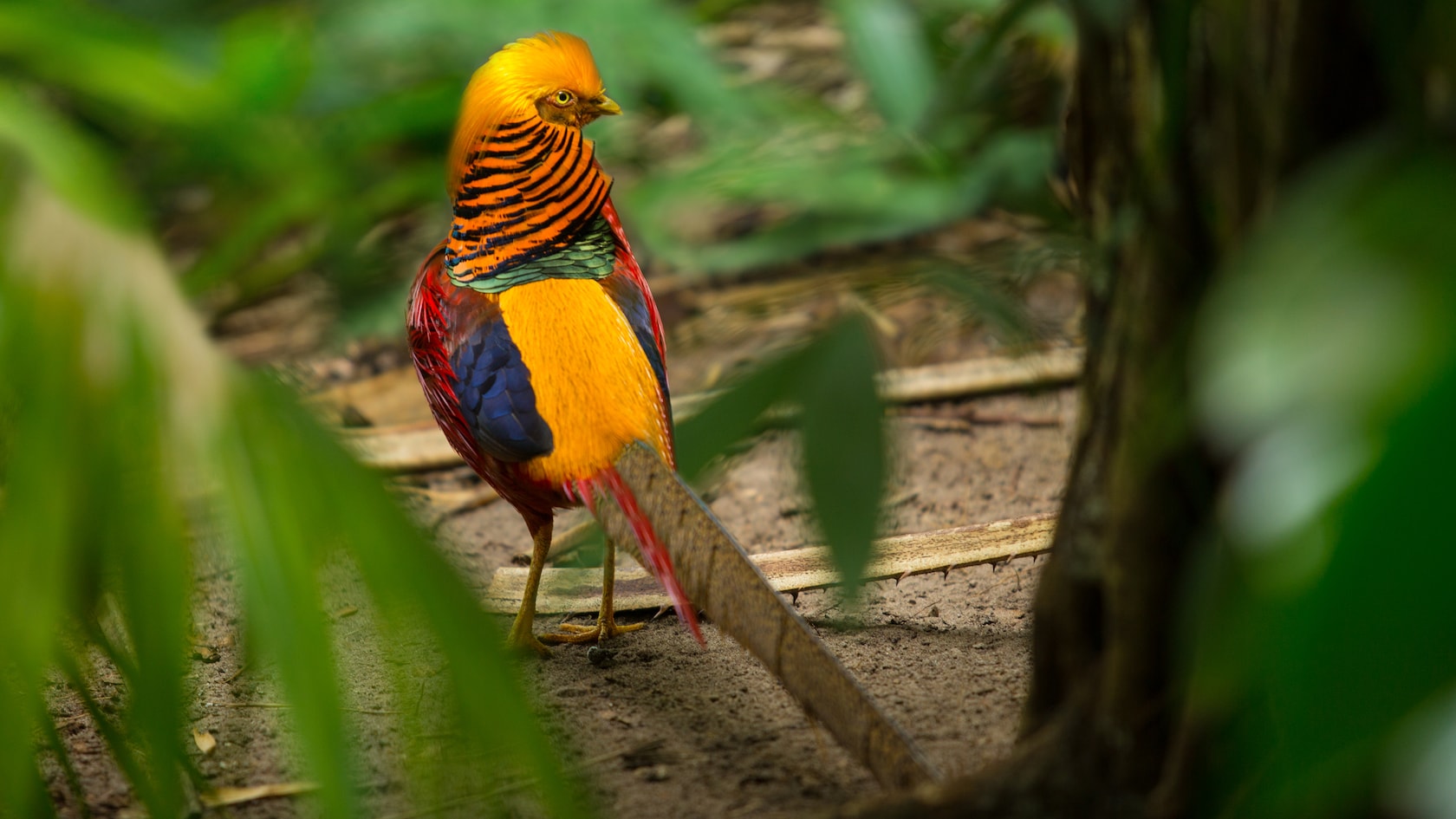 A bird of many colors stand on a leafy path