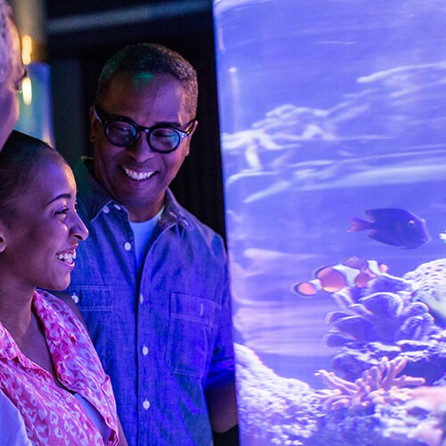A couple looks at fish in an aquarium at SeaBase in The Seas with Nemo & Friends Pavilion