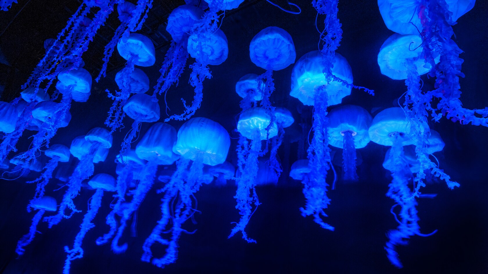 Floating jellyfish at The Seas with Nemo & Friends