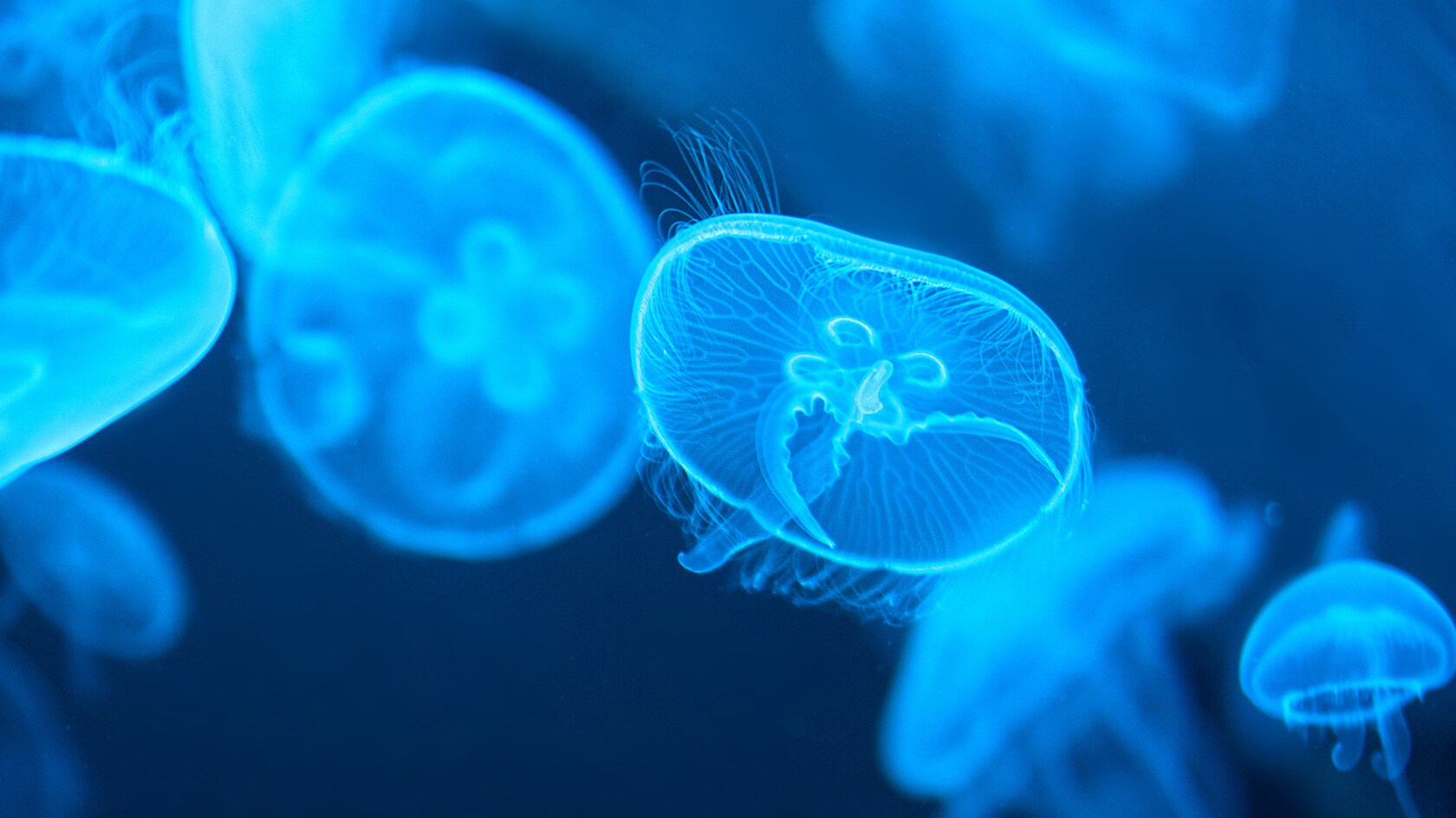 Medusas transparentes en un acuario en el pabellón de The Seas with Nemo & Friends en EPCOT.