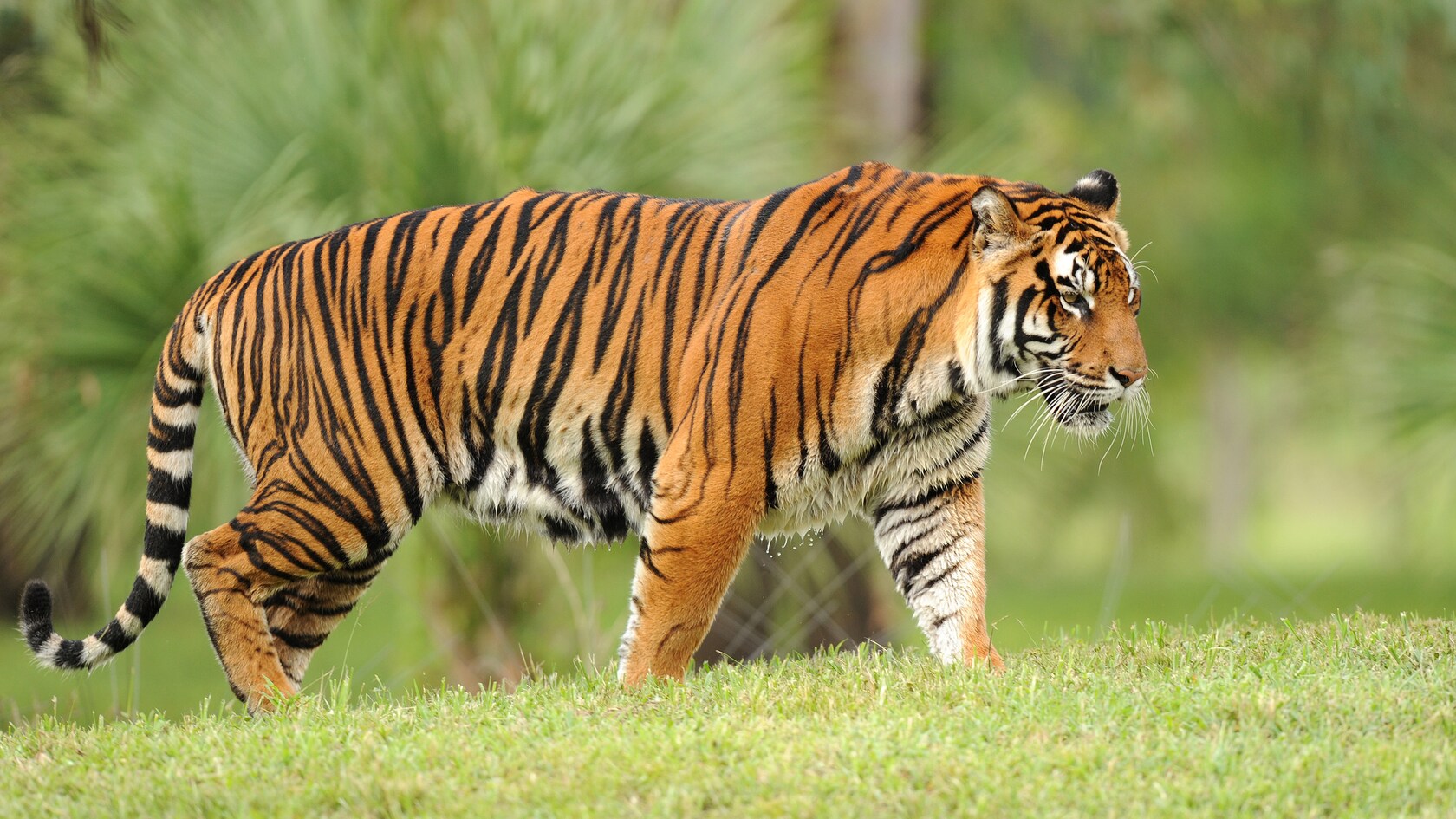 Tigers Disney Animals Walt Disney World Resort Tigers Disney Animals Walt Disney World Resort