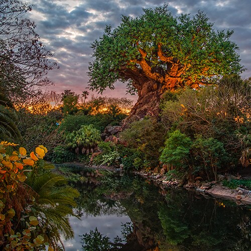 The Tree of Life at Disney’s Animal Kingdom theme park