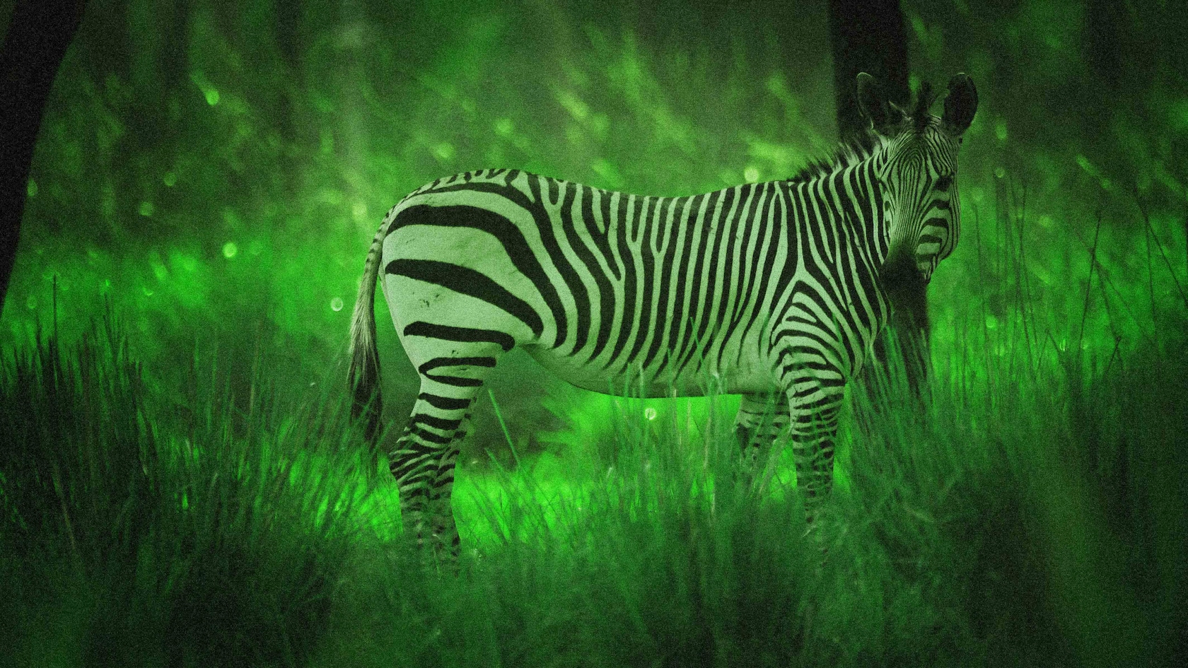 Uma zebra iluminada pelos óculos de visão noturna durante a excursão de Safári Noturno do Disney's Animal Kingdom