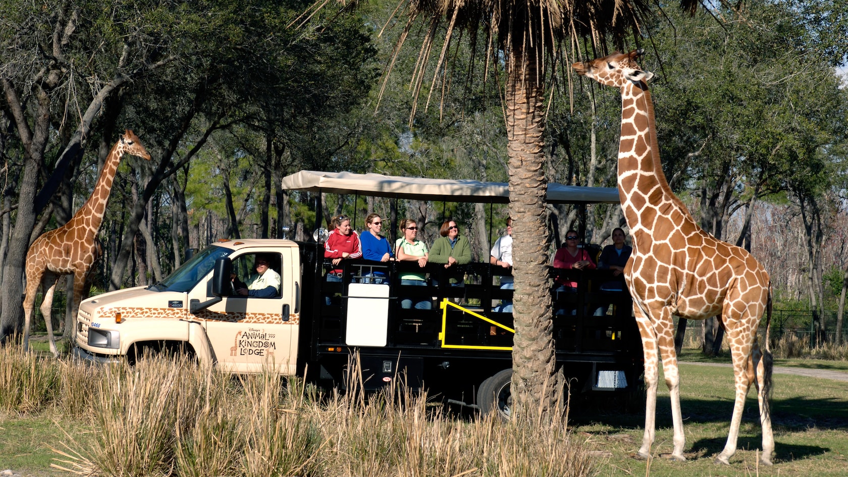 Uma girafa se alimentando das árvores durante o Wanyama Safari enquanto os visitantes animados observam maravilhados