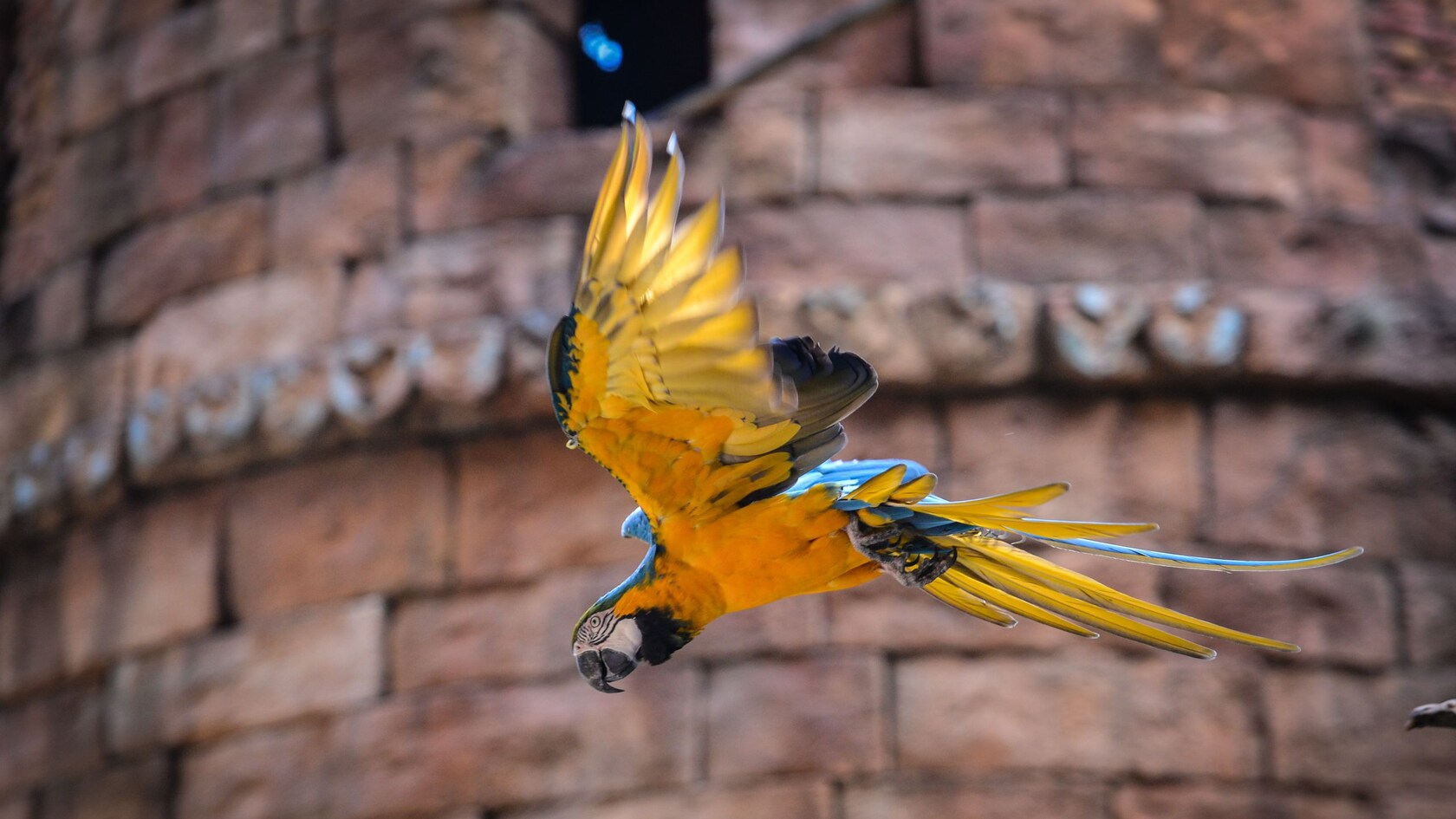 A large macaw in flight