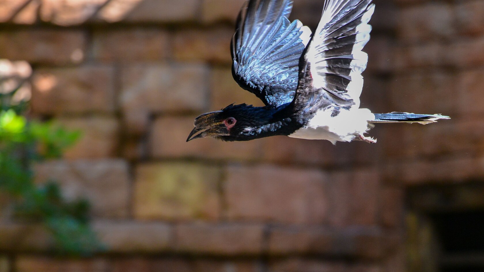 A large, white-crowned hornbill in flight