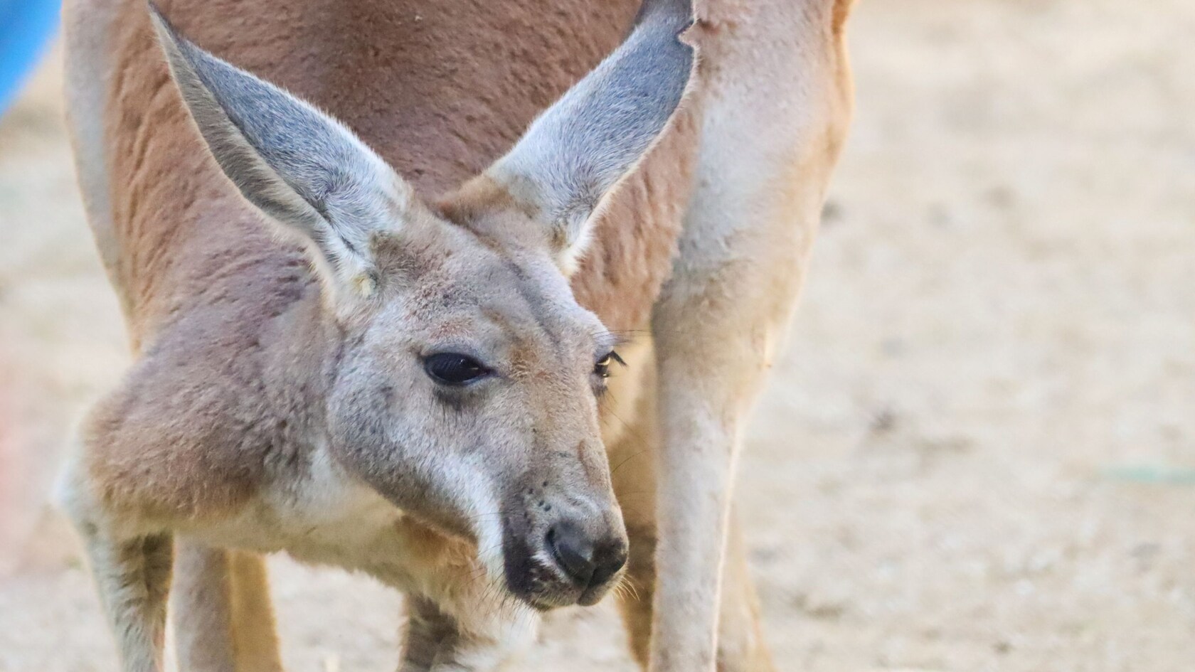 A kangaroo at Jumping Junction in Disney's Animal Kingdom theme park