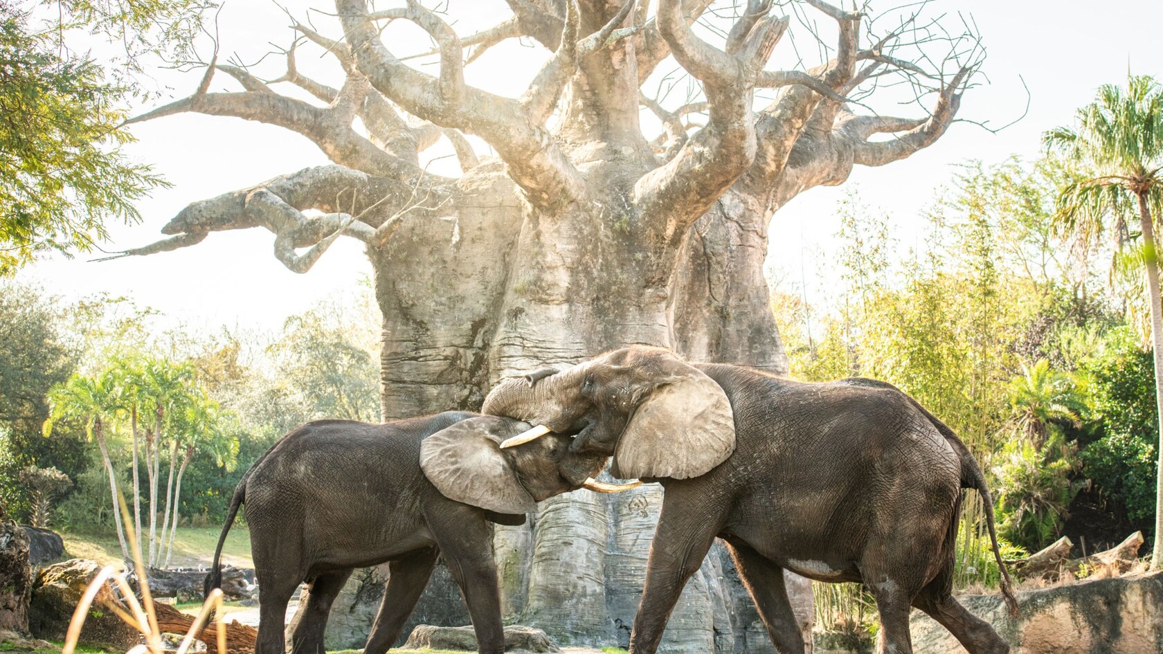 2 elephants greeting each other by a large tree at Harambe Wildlife Preserve  
