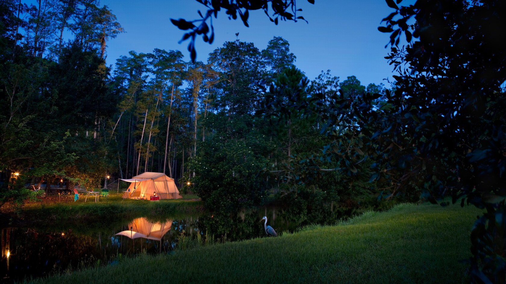A heron standing in grass across a creek from a family-size tent lit at night