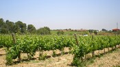 A vineyard set alongside a small grouping of tile roof buildings