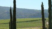 Un viñedo situado entre las montañas verdes de la campiña española 
