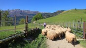 A flock of sheep following a man on a dirt road through grassy terrain