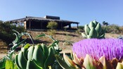 Artichokes growing near a hacienda