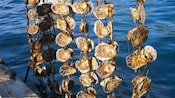 Ostras recién sacadas del mar