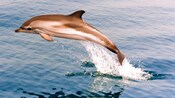 A dolphin jumping out of the water