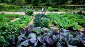 A group of Guests walking through the gardens of a country estate