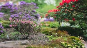Flowering bushes in a well maintainned garden