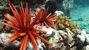 A coral reef populated with sea creatures