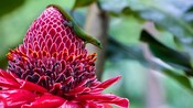 A tiny lizard resting on a flower