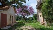 Trees surrounding 2 rustic stucco buildings 