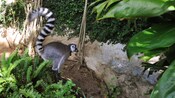 A ring tailed lemur prepares to leap from atop a stump in a forest