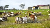 Cabras pastando em campo aberto perto de um celeiro
