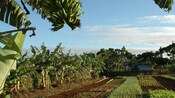 Árboles de plátano cerca de los campos y un granero