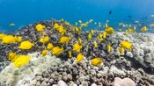 A school of tropical fish swimming over a coral reef