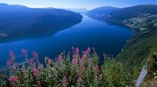 The fjord featuring flowers along the waterfront