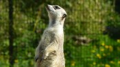 A meerkat standing on its hind legs