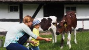 Uma mulher e uma criança pequena alimentando bezerros