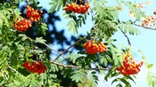Wild berries growing on a tree
