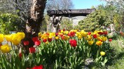 Tulips growing in a garden