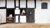 2 horses inside a Tudor style stable