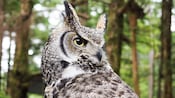 An owl in a forest