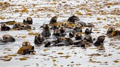 A raft of sea otters in the water over a kelp forest