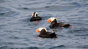 3 papagaios-do-mar peludos nadam juntos