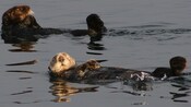 Otters swimming on their backs in the water