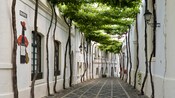 A narrow cobblestone alley lined with trees and 19th century Spanish architecture