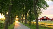 A long driveway lined with mature trees