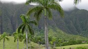 Palm trees in front of a lush mountain with thick clouds lining its ridge