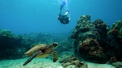 A diver observes a turtle under water