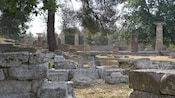 Trees and grass growing amid ancient ruins