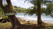 Duas árvores Olneya a um banco de uma praia