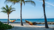 2 hammocks hang between palm trees on the beach