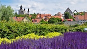 Century old buildings amid lush foliage and lavender bushes