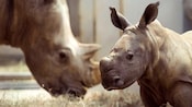 A baby rhinoceros in an enclosure with a grazing adult