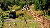 A giraffe watches the approach of a truck carrying Guests at Disney's Animal Kingdom Theme Park