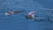 Close view of 2 dolphins playing in the blue ocean water