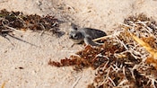 A baby sea turtle crawls over sand and clumps of seaweed